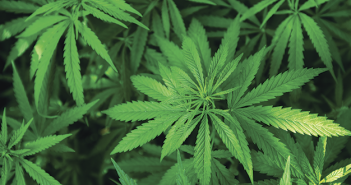 The Wonders of Weed