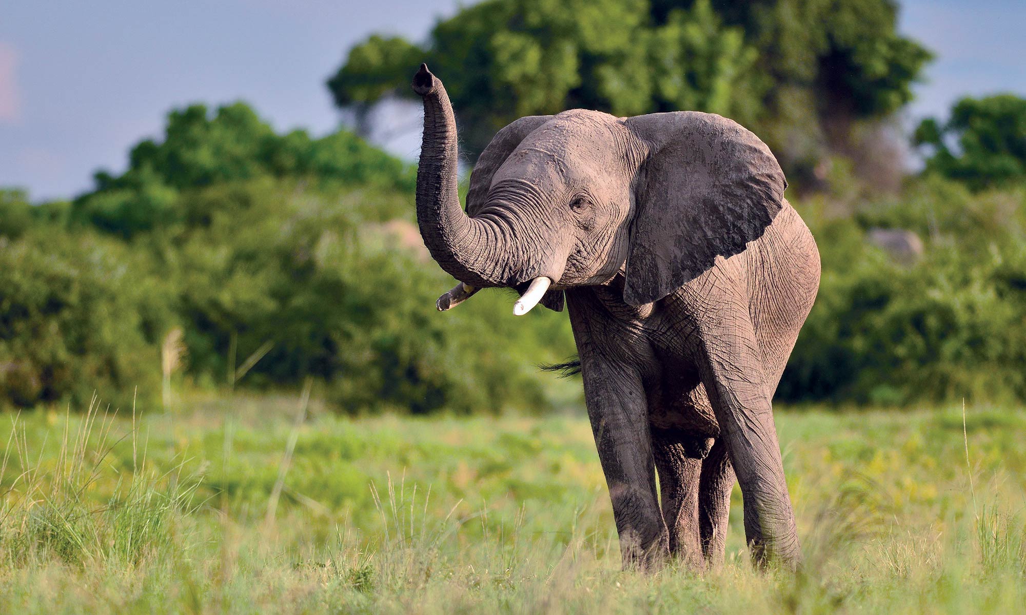 African Delight
