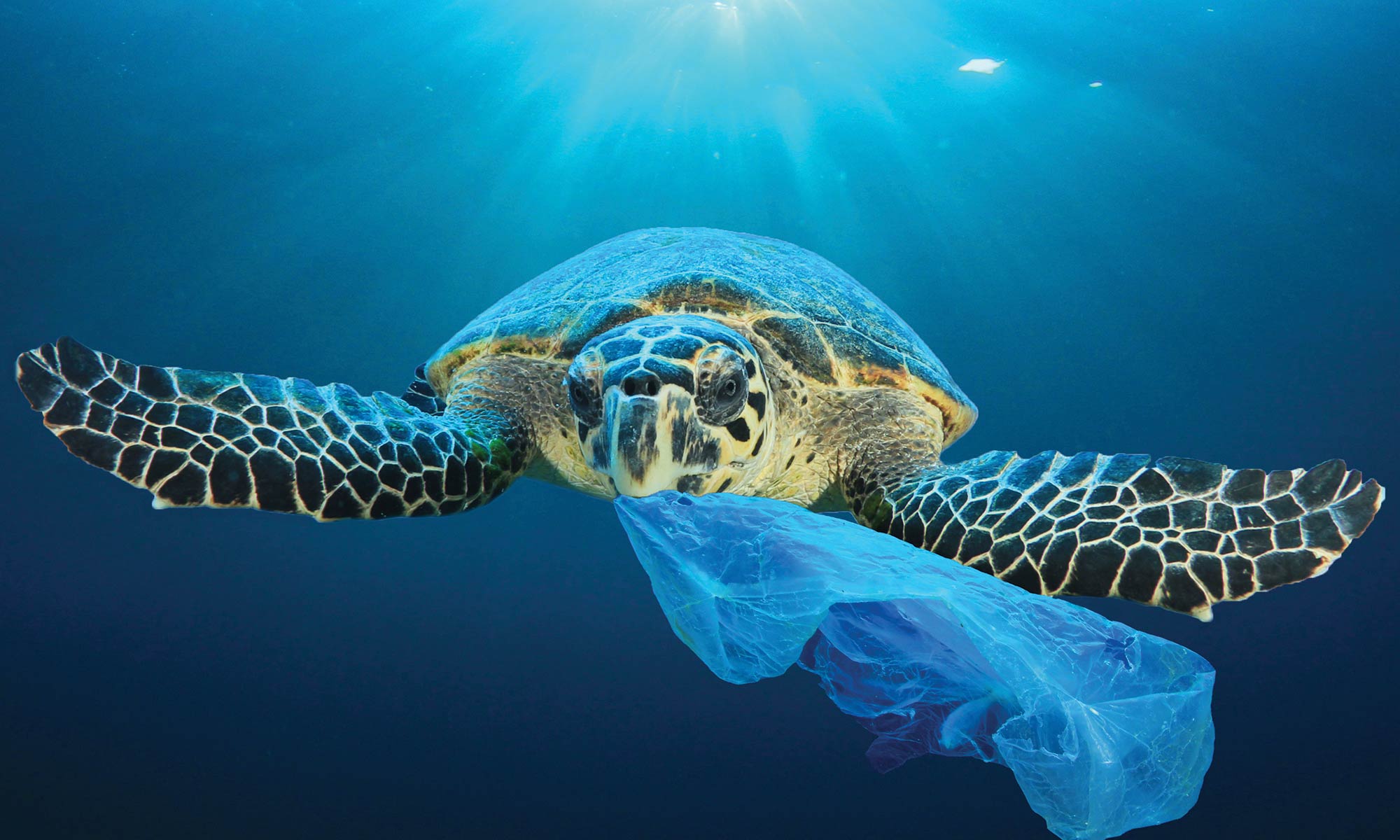 The Environmental Storm