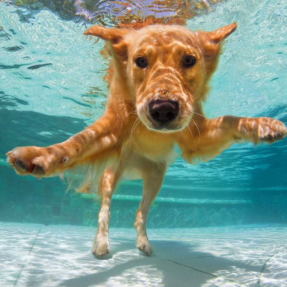 Dog Swimming