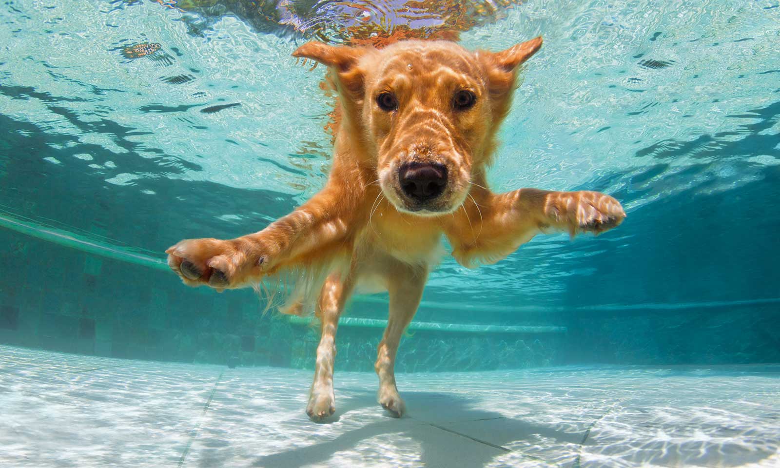 Dog Swimming